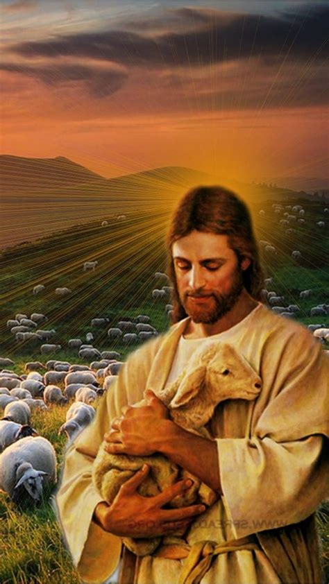 Sheep, Lamb HD wallpaper | Pxfuel