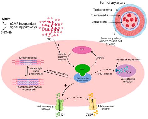 IJMS Free Full Text Molecular Pathways In Pulmonary Arterial