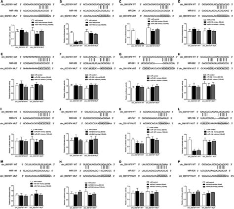 Computational Analysis And Luciferase Assays Validated The Molecular