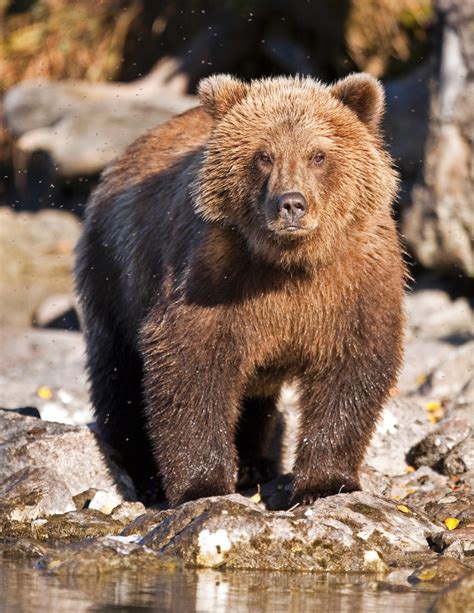 images/Animals/Bears/Alaska/6703