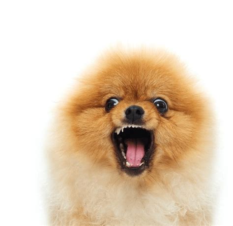 582 Angry Pomeranian Images, Stock Photos, 3D objects, & Vectors | Shutterstock