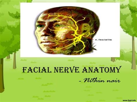 Neurovascular Topography Of The Face And Neck