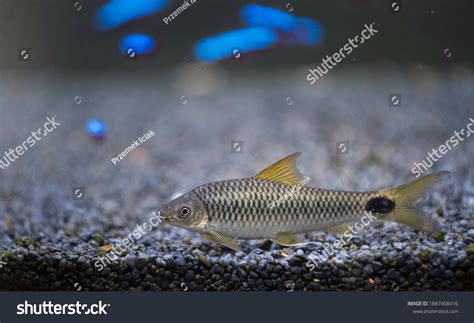 Crossocheilus Reticulatus Silver Flying Fox Freshwater Stock Photo