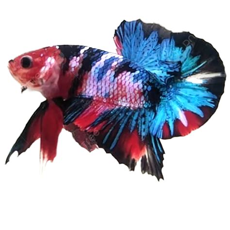 Betta Fish Bettafish Betta Fish Red Fish Png Transparent Clipart | The ...