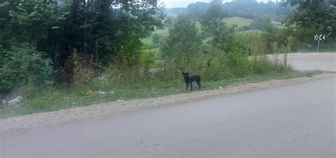 NAJTUŽNIJA SLIKA DANAS IZ SRBIJE Već duže od mesec dana ČEKA NA ISTOM