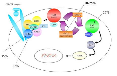 RAS-RAF-MEK-ERK signaling pathway. | Download Scientific Diagram 