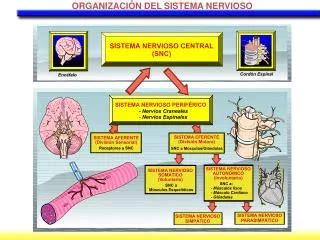 PPT HISTOLOGIA DEL SISTEMA NERVIOSO PowerPoint Presentation Free