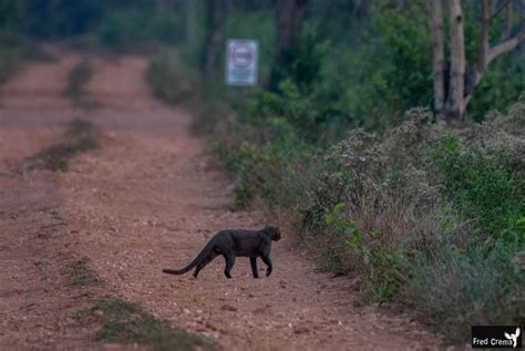 Gato Biofaces Bring Nature Closer