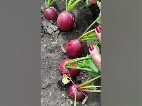 Редис ДИЕГО🌱 - YouTube