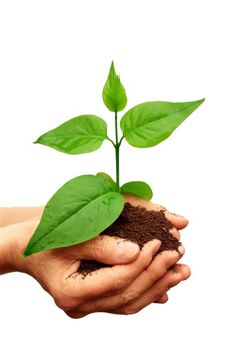 Plant Facts - KidsPressMagazine.com