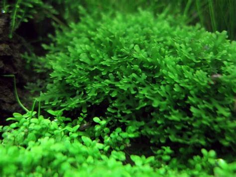 Pellia Moss Monosolenium Tenerum Bak M Kolay Akvaryum Bitkisi