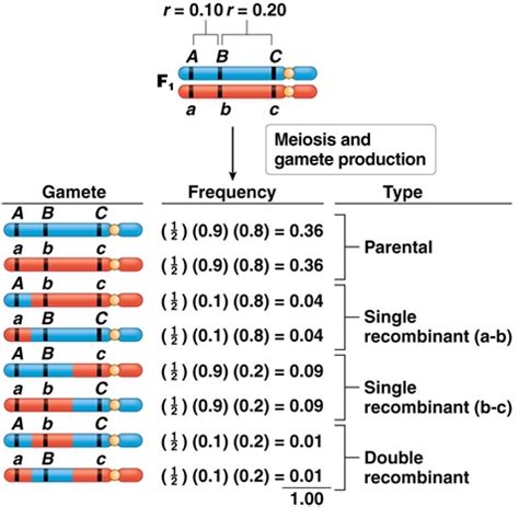 How To Do Gene Mapping