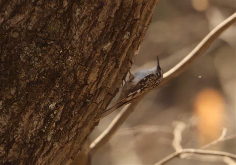 Ebird Checklist 12 Apr 2023 Warren Woods Sp 16 Species