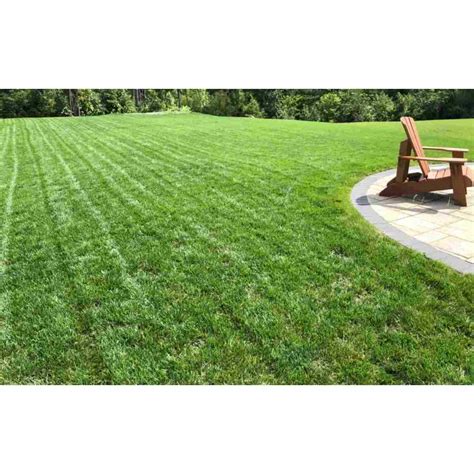 Revive Tall Fescue Grass Expert Tips And Techniques