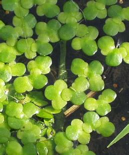 Ряска малая 🌱: фото, видео, содержание, разведение, купить