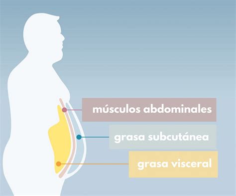 Todo Sobre La Grasa Abdominal Wonderfit Spain