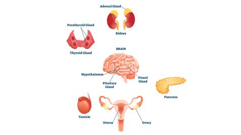 7 Hormoonklieren In Het Menselijk Lichaam Uitgelegd
