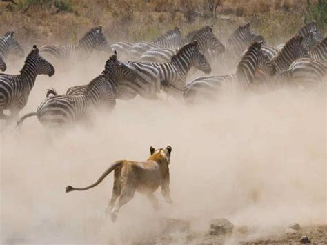 Kenya safari & beach tour | Responsible Travel