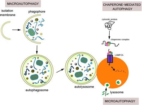 Schematic Representation Of The Three Types Of Autophagy Download