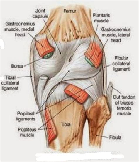 Knee Joint Posterior View