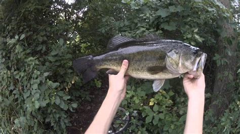 Topwater Largemouth Bass Fishing With Frogs Youtube