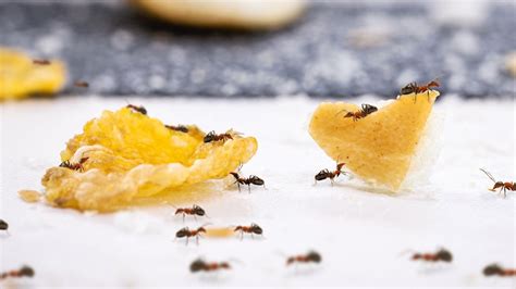 How To Identify And Get Rid Of Grease Ants