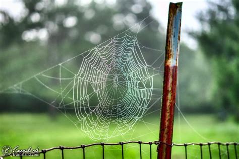 Spider web and dew – Artofit