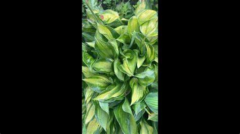 hosta tick tock. Хоста тик ток - YouTube