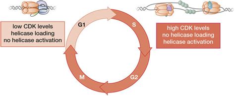 Helicase Loading And Activation Are Segregated During The Cell Cycle Download Scientific