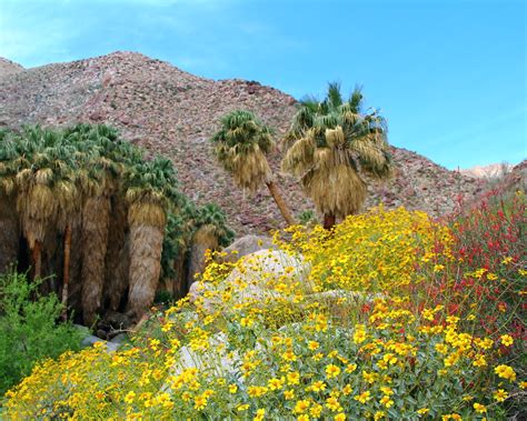 Img5496 Borrego Palm Canyon Anza Borrego Desert State Par Flickr