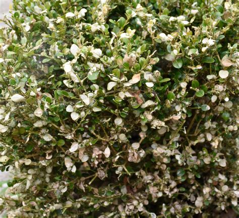 Buxus Dood En Nu Groendoeners