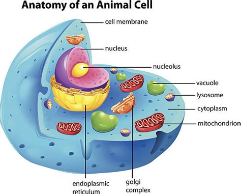 Vacuole Illustrationerillustrationer Och Vektorbilder Istock