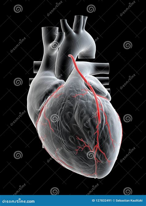 A Bypass Stock Illustration | CartoonDealer.com #127832491