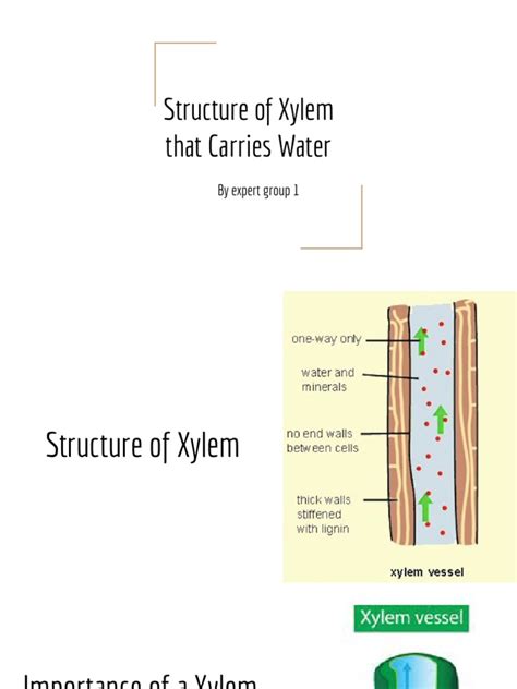 The Structure of Xylem That Carries Water | PDF