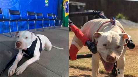 Caso Pit Bull Sans O Juiz Determina Que Caso Seja Julgado Em Vara Criminal