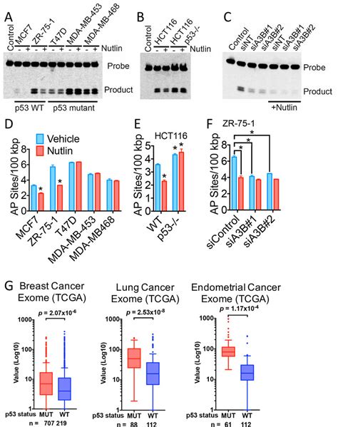 Inhibition Of Apobec3b Expression By P53 Controls Mutagenesis In Cancer