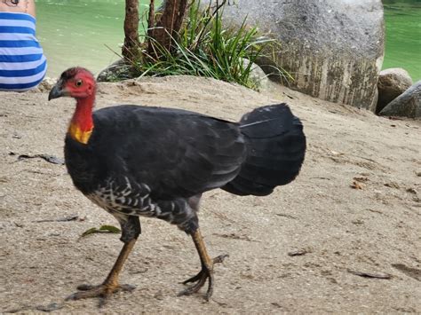 Australian Brushturkey From Syndicate Qld Australia On May