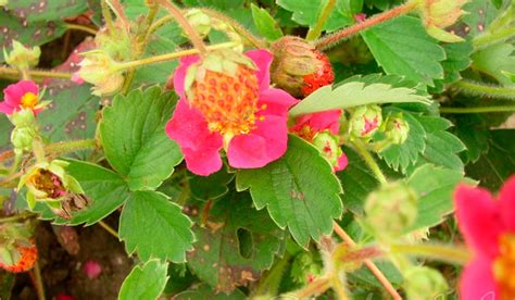 Земляника фрагария с красными цветами: особенности вида, выращивание и ...