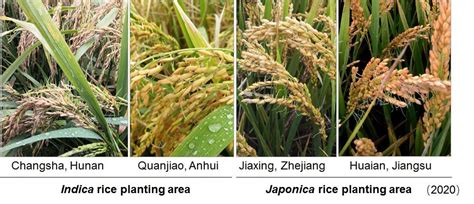 Researchers Solve Pre Harvest Sprouting In Rice And Wheat