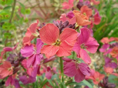 Evergreen Early Spring Flowering Erysimum Linifolium Variegatum