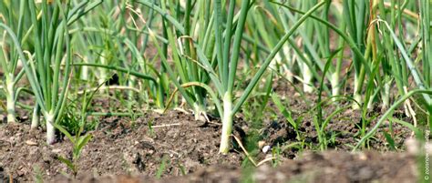 Knoblauch Pflanzen Tipps Zu Anbau Pflege Und Ernte