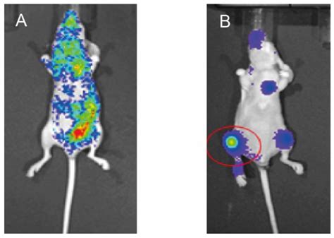 Cancers Free Full Text Dysregulated Hai 2 Plays An Important Role