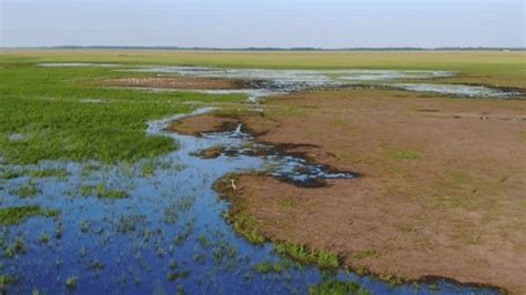 Marshy Flooded Area Unique Ecosystem Rich Stock Footage Video (100% ...