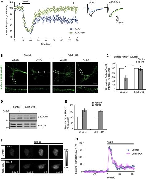 A Cdh Apc Fmrp Ubiquitin Signaling Link Drives Mglur Dependent