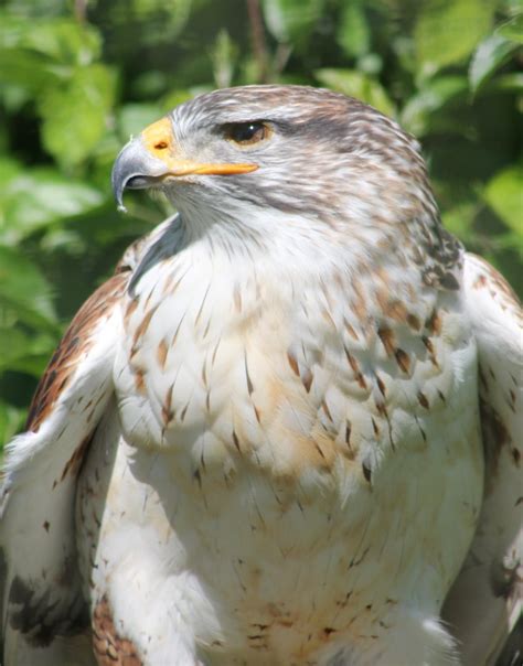 Ferruginous hawk - ZooChat