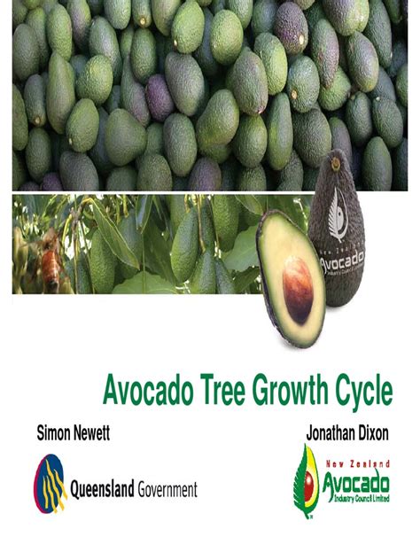 Avo Avocado Tree Growth Cycle Root Fertilizer