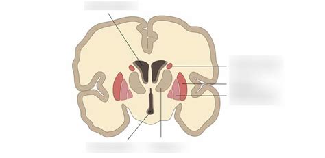 basal nuclei Diagram | Quizlet