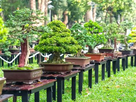 Small Start Big Zen Bonsai Gardening For Everyone Kogt