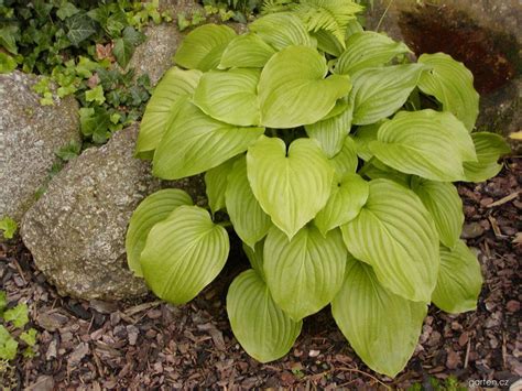 Hosta royal standard 1 | Garten.cz