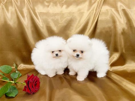 Питомник шпицев в Санкт - Петербурге. Купить щенка шпица в СПб.